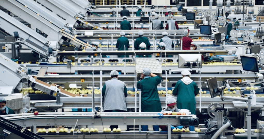 Employees in the food production industry working to pack apples in a factory.