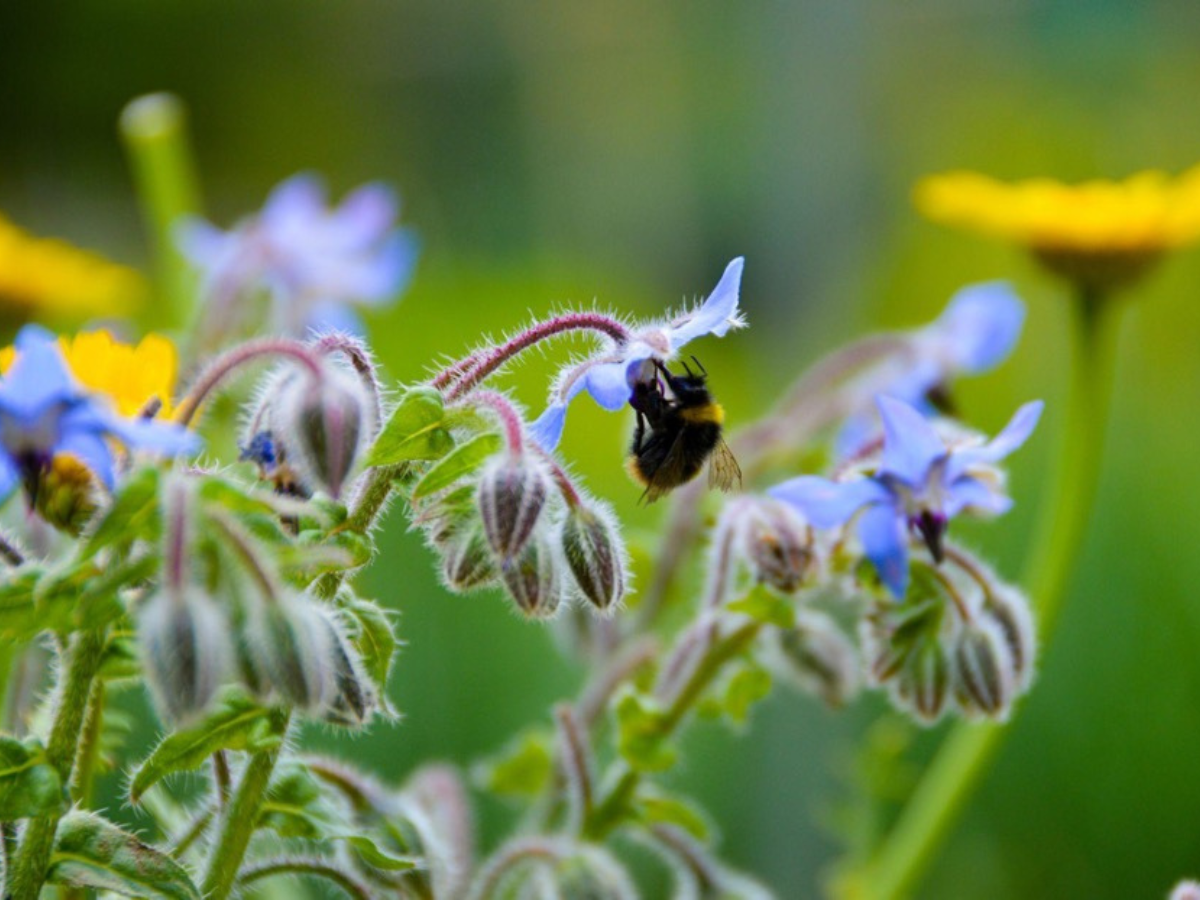 Bumble bee pollinating a plant